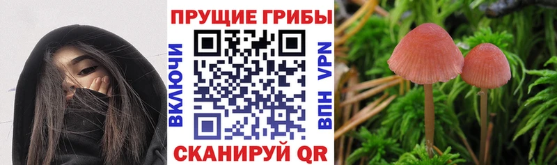 Псилоцибиновые грибы мухоморы  Купить закладки  Асино 